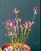 <em>Allium bolanderi</em>